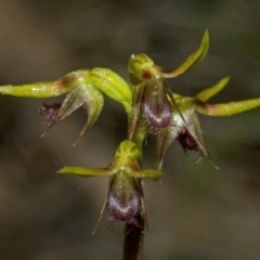 Corunastylis stephensonii at Sassafras, NSW - suppressed