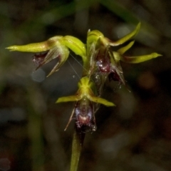 Corunastylis stephensonii at Sassafras, NSW - suppressed