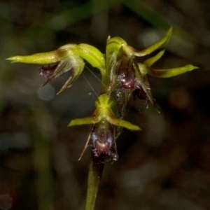 Corunastylis stephensonii at Sassafras, NSW - suppressed