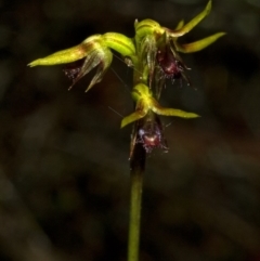 Corunastylis stephensonii at Sassafras, NSW - suppressed