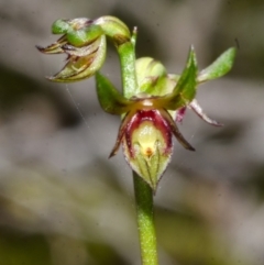 Corunastylis stephensonii (Stephenson's Midge Orchid) at Jervis Bay National Park - 1 Apr 2017 by AlanS