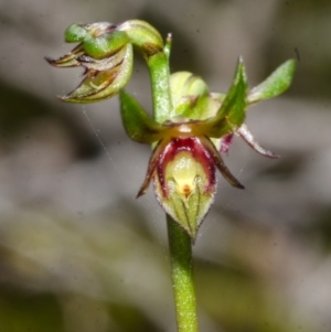 Corunastylis stephensonii at Vincentia, NSW - 2 Apr 2017