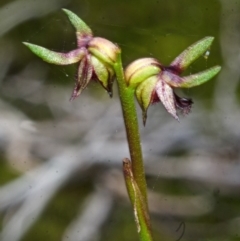 Corunastylis stephensonii at Vincentia, NSW - suppressed