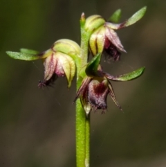 Corunastylis stephensonii (Stephenson's Midge Orchid) at Jervis Bay National Park - 22 Mar 2014 by AlanS