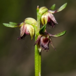 Corunastylis stephensonii at Vincentia, NSW - 23 Mar 2014