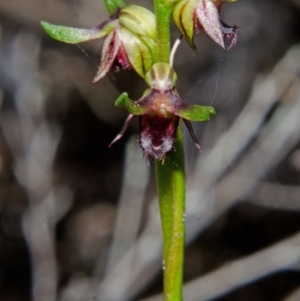 Corunastylis stephensonii at Vincentia, NSW - suppressed