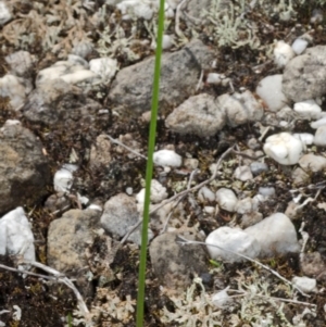 Corunastylis stephensonii at Vincentia, NSW - suppressed
