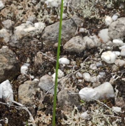 Corunastylis stephensonii (Stephenson's Midge Orchid) at Vincentia, NSW - 17 Feb 2015 by AlanS