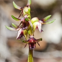 Corunastylis stephensonii at Vincentia, NSW - suppressed