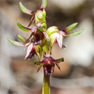 Corunastylis stephensonii at Vincentia, NSW - suppressed