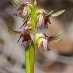 Corunastylis stephensonii at Vincentia, NSW - suppressed