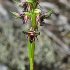 Corunastylis stephensonii at Vincentia, NSW - suppressed