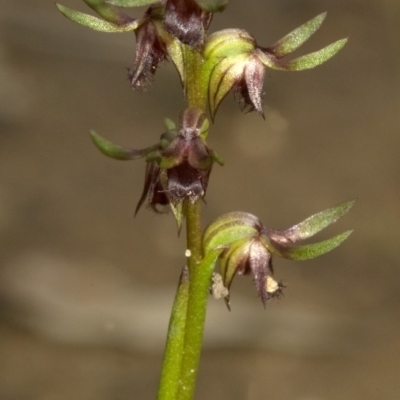 Corunastylis stephensonii (Stephenson's Midge Orchid) at Nowra Hill, NSW - 1 Mar 2010 by AlanS