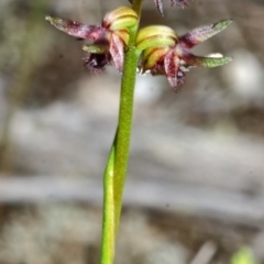 Corunastylis stephensonii (Stephenson's Midge Orchid) at Jervis Bay National Park - 20 Feb 2015 by AlanS
