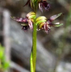 Corunastylis stephensonii at Vincentia, NSW - suppressed
