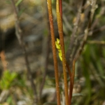 Corunastylis superba (Superb Midge Orchid) at Yerriyong, NSW - 2 Feb 2008 by AlanS