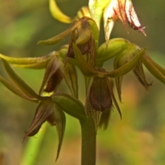 Corunastylis superba at suppressed - suppressed