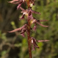 Corunastylis superba (Superb Midge Orchid) by AlanS