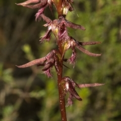 Corunastylis superba (Superb Midge Orchid) at Morton National Park - 25 Feb 2011 by AlanS