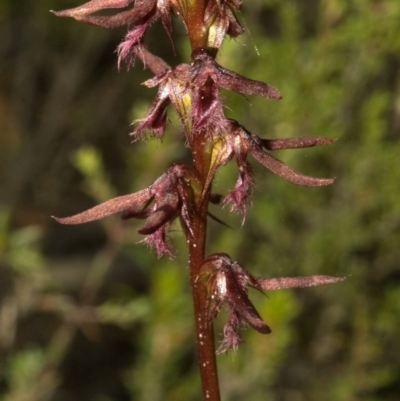 Corunastylis superba (Superb Midge Orchid) at Morton National Park - 25 Feb 2011 by AlanS