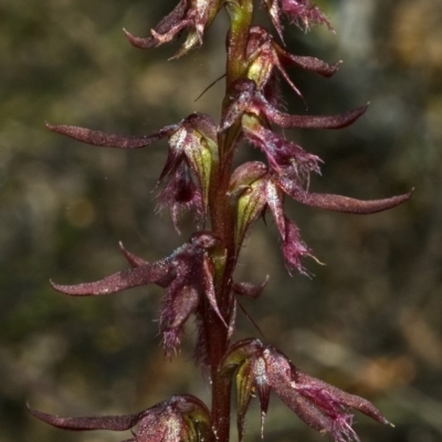 Corunastylis superba (Superb Midge Orchid) at Touga, NSW - 24 Feb 2011 by AlanS