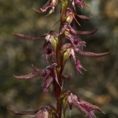 Corunastylis superba (Superb Midge Orchid) at Touga, NSW - 24 Feb 2011 by AlanS