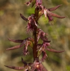 Corunastylis superba at Touga, NSW - 25 Feb 2011