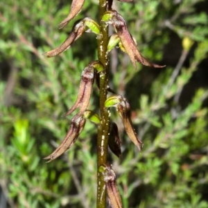 Corunastylis superba at Tianjara, NSW - 18 Mar 2012