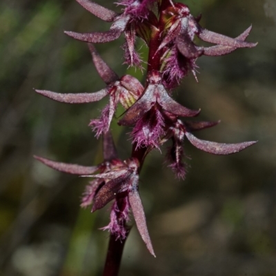 Corunastylis superba (Superb Midge Orchid) at Morton National Park - 9 Mar 2013 by AlanS