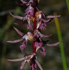 Corunastylis superba at Touga, NSW - 10 Mar 2013