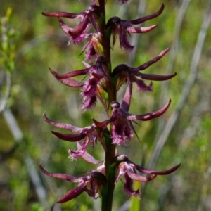 Corunastylis superba at Touga, NSW - 10 Mar 2013