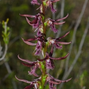 Corunastylis superba at Touga, NSW - 10 Mar 2013