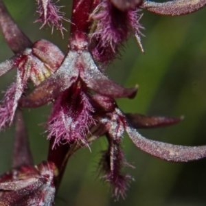 Corunastylis superba at Touga, NSW - 10 Mar 2013