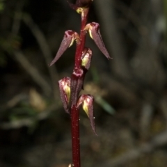 Corunastylis superba (Superb Midge Orchid) at Touga, NSW - 9 Feb 2011 by AlanS
