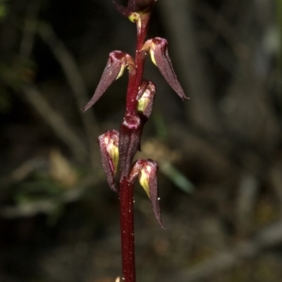 Corunastylis superba (Superb Midge Orchid) at Touga, NSW - 9 Feb 2011 by AlanS