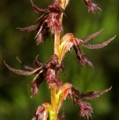 Corunastylis superba (Superb Midge Orchid) at Tianjara, NSW - 21 Feb 2008 by AlanS