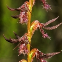 Corunastylis superba at Tianjara, NSW - suppressed