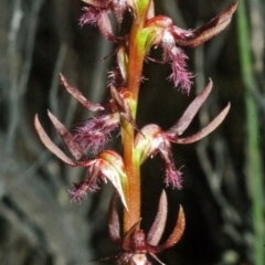 Corunastylis superba at Tianjara, NSW - suppressed