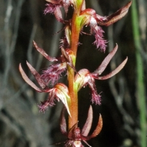 Corunastylis superba at Tianjara, NSW - 22 Feb 2008