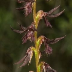 Corunastylis superba at Tianjara, NSW - suppressed