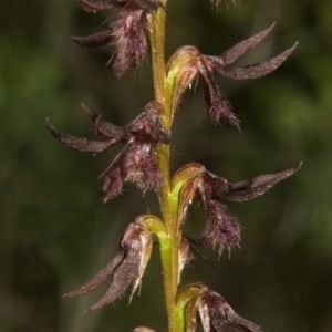 Corunastylis superba at Tianjara, NSW - 22 Feb 2008