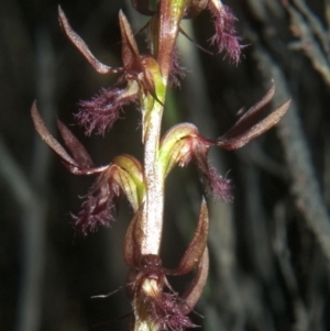 Corunastylis superba at Tianjara, NSW - 22 Feb 2008