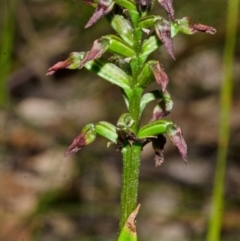 Corunastylis vernalis (East Lynne Midge Orchid) at Murramarang National Park - 30 Oct 2013 by AlanS