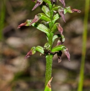 Corunastylis vernalis at East Lynne, NSW - suppressed