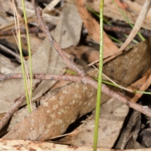 Corunastylis vernalis at East Lynne, NSW - suppressed