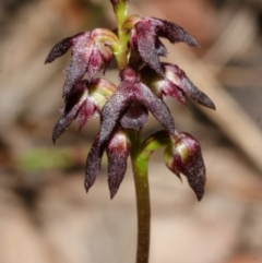 Corunastylis vernalis at East Lynne, NSW - suppressed