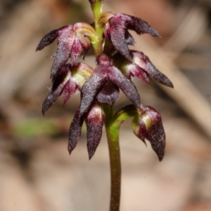 Corunastylis vernalis at East Lynne, NSW - suppressed