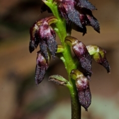 Corunastylis vernalis at East Lynne, NSW - suppressed