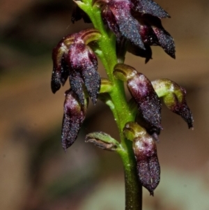 Corunastylis vernalis at East Lynne, NSW - suppressed