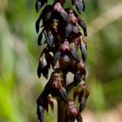 Corunastylis vernalis (East Lynne Midge Orchid) at Mogo, NSW - 19 Nov 2014 by AlanS